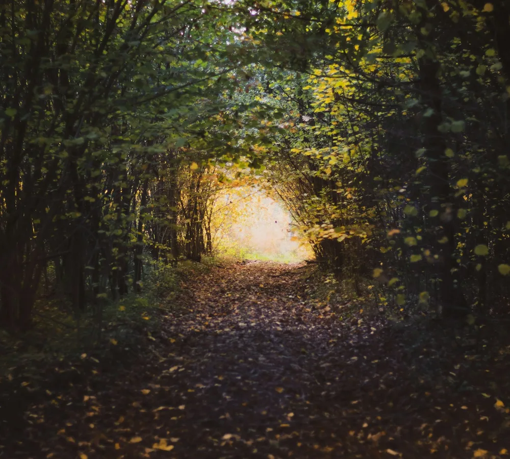 Túnel de árvores com uma luz dourada no fim do caminho